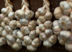 Ακόμα κι αν σας τα δώσουν δωρεάν, μην τα πάρετε αυτά τα σκόρδα