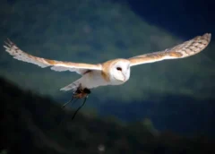 Έχετε σκεφτεί ποτέ τι σημαίνει όταν μια κουκουβάγια βρίσκεται κοντά σας;