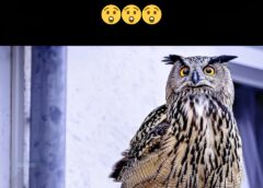 Έχετε σκεφτεί ποτέ τι σημαίνει όταν μια κουκουβάγια βρίσκεται κοντά σας;