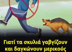 Γιατί τα σκυλιά γαβγίζουν και δαγκώνουν μερικούς ανθρώπους και όχι άλλους; Υπάρχει πάντα ένας λόγος!