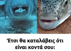 Έτσι θα καταλάβεις ότι είναι κοντά σου: Τα σημάδια που προδίδουν τον λαγοκέφαλο στο νερό