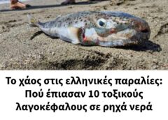 Το χάος στις ελληνικές παραλίες: Πού έπιασαν 10 τοξικούς λαγοκέφαλους σε ρηχά νερά
