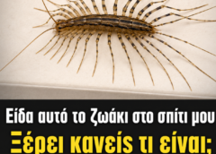 Μην τη σκοτώσετε αμέσως: Τι σημαίνει όταν εμφανίζεται σαρανταποδαρούσα μέσα στο σπίτι