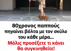 80χρονος παππούς πηγαίνει βόλτα με τον σκύλο του κάθε μέρα…Μόλις προσέξετε τι κάνει θα συγκινηθείτε!